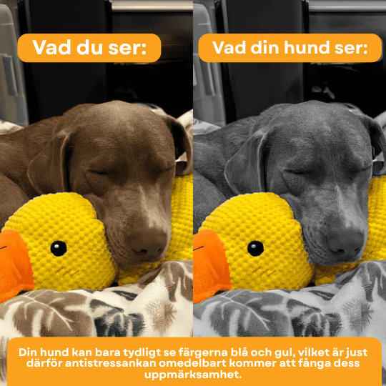 Duckly - Antistress Ankan